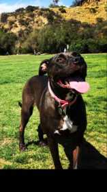 Lost Dog