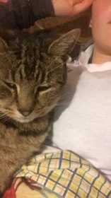 Lost Cat