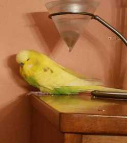 Lost Budgerigar