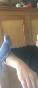 Lost Indian Ringneck Parakeet