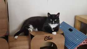 Lost Cat