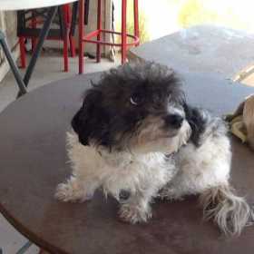 Lost Dog