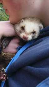 Lost Ferret