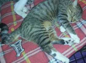 Lost Cat