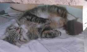 Lost Cat