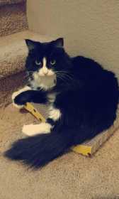 Lost Cat