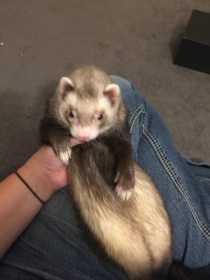 Lost Ferret