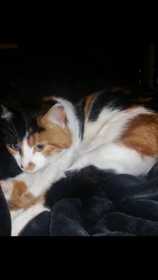 Lost Cat