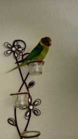 Lost Indian Ringneck Parakeet