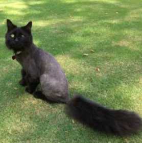 Lost Cat