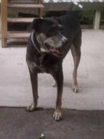 Lost Dog