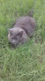 Lost Cat