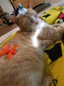Lost Cat