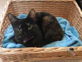 Lost Cat