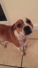 Lost Dog