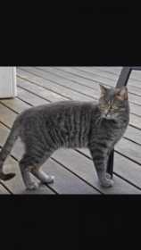 Lost Cat