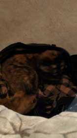 Lost Cat
