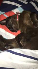 Lost Cat