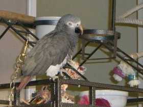 Lost African Grey