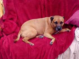 Lost Dog