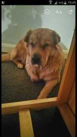 Lost Dog