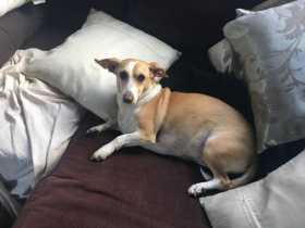 Lost Dog