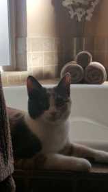 Lost Cat