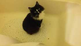 Lost Cat