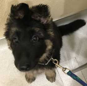 Lost Dog