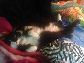 Lost Cat