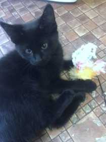 Lost Cat