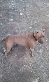 Lost Dog