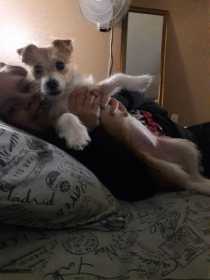 Lost Dog