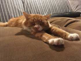Lost Cat