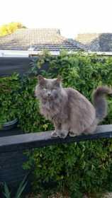 Lost Cat
