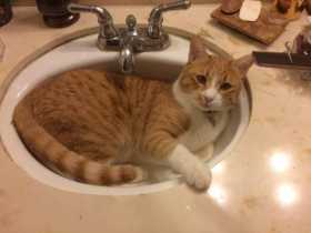 Lost Cat