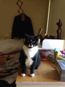 Lost Cat