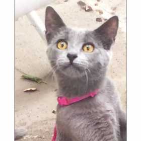 Lost Cat
