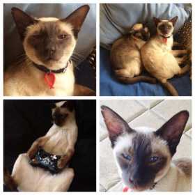 Lost Cat