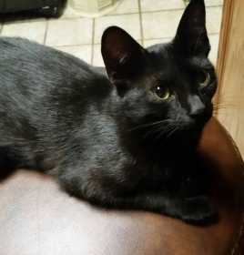 Lost Cat