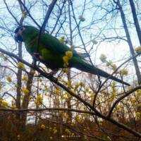 Lost Macaw