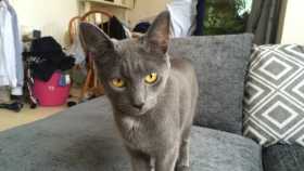 Lost Cat