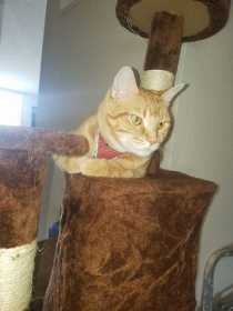 Lost Cat