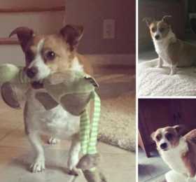 Lost Dog