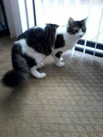 Lost Cat