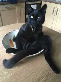 Lost Cat