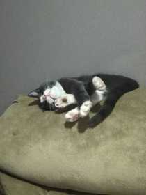 Lost Cat