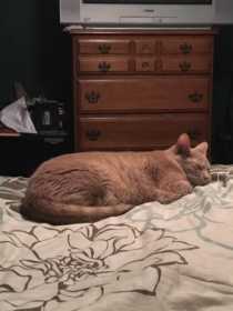 Lost Cat