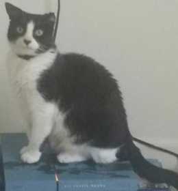 Lost Cat
