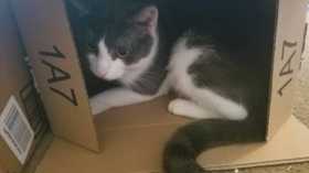 Lost Cat